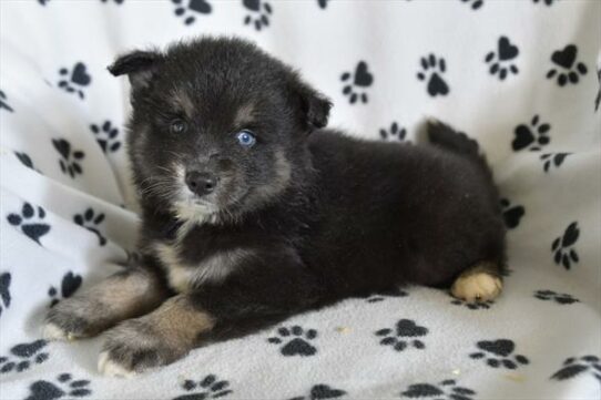 Pomsky DOG Male Black / Tan 6403 Petland Pensacola, Florida