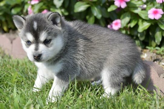 Alaskan Klee Kai-DOG-Female-Black / White-6404-Petland Pensacola, Florida