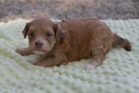 Lhasa-Poo-DOG-Male-Brown-6405-Petland Pensacola, Florida