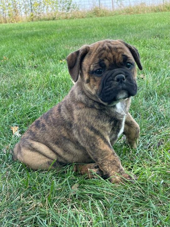 Olde Bulldog-DOG-Female-Brown Brindle-6406-Petland Pensacola, Florida