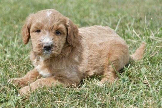 Goldendoodle 2nd  Gen DOG Female Cream 6407 Petland Pensacola, Florida