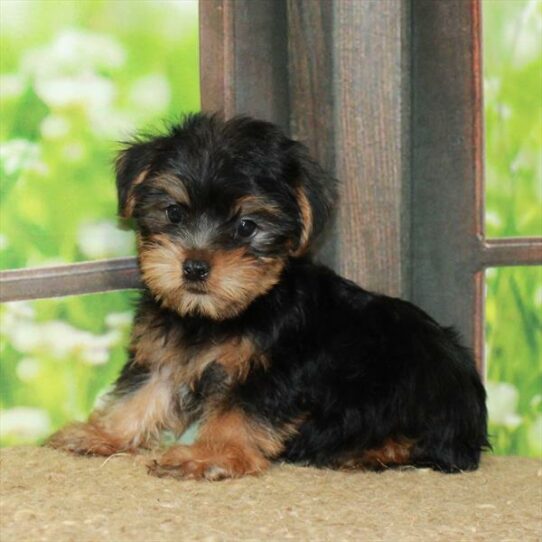 Yorkshire Terrier-DOG-Male-Black / Tan-6409-Petland Pensacola, Florida