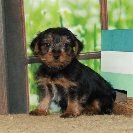 Yorkshire Terrier DOG Female Black / Tan 6410 Petland Pensacola, Florida