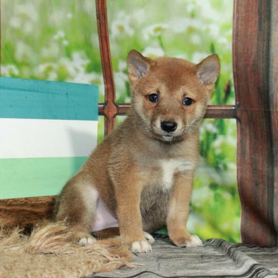 Shiba Inu-DOG-Female-Red Sesame-6411-Petland Pensacola, Florida