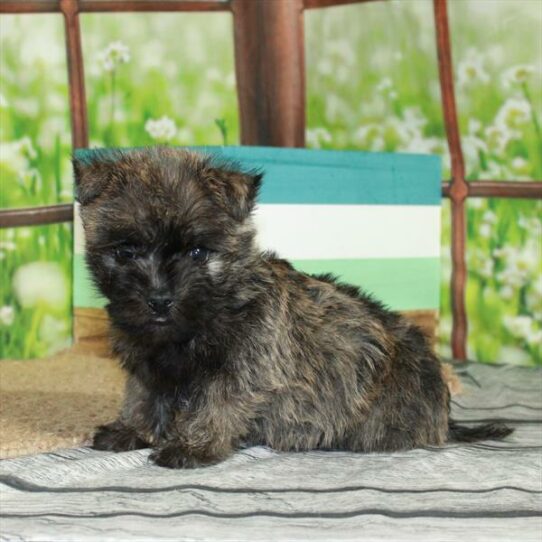 Cairn Terrier DOG Male Wheaten 6412 Petland Pensacola, Florida