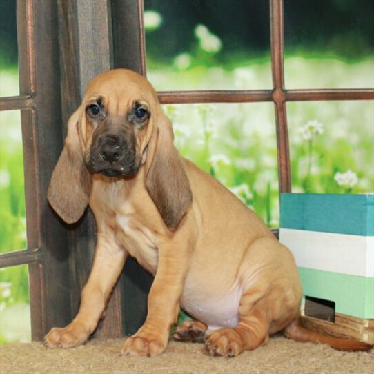 Bloodhound-DOG-Male-Red-6413-Petland Pensacola, Florida