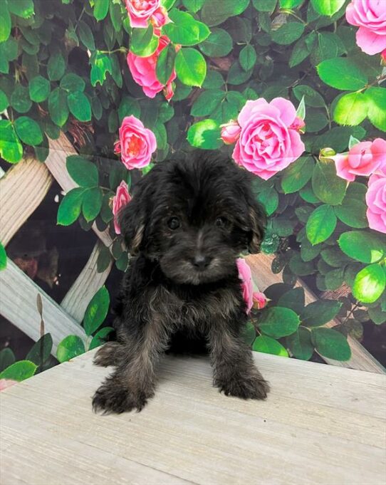 Yorkie-Poo DOG Female Black / Tan 6414 Petland Pensacola, Florida