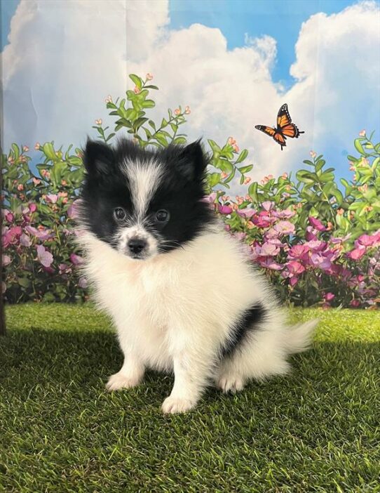 Pomeranian DOG Male Black 6415 Petland Pensacola, Florida