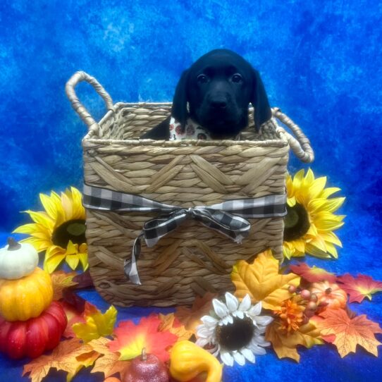 Labrador Retriever-DOG-Female-Black-6408-Petland Pensacola, Florida