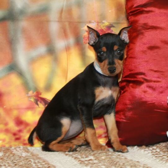 Miniature Pinscher-DOG-Female-Black / Tan-6435-Petland Pensacola, Florida