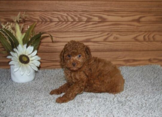 Poodle DOG Male Red 6437 Petland Pensacola, Florida