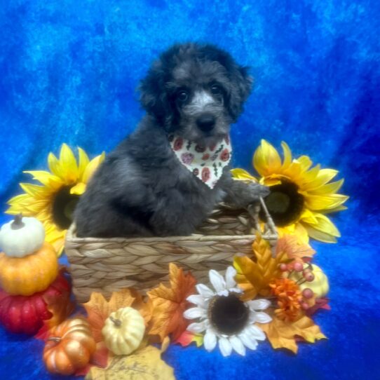 Poodle DOG Male Blue Merle 6451 Petland Pensacola, Florida