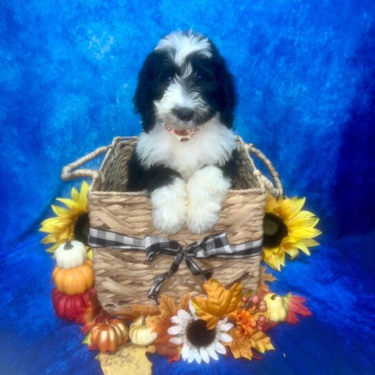 Sheepadoodle DOG Male Black / White 6443 Petland Pensacola, Florida