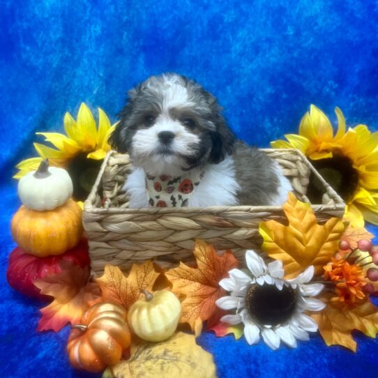 Teddy Bear-DOG-Male-Black / White-6442-Petland Pensacola, Florida