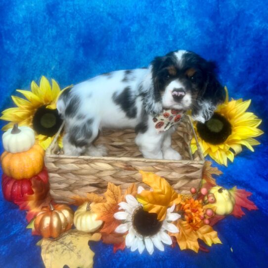 Cocker Spaniel-DOG-Female-Merle-6441-Petland Pensacola, Florida