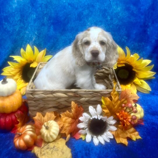 Cocker Spaniel DOG Male Buff / White 6440 Petland Pensacola, Florida