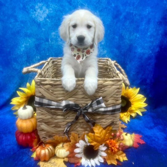 Golden Retriever DOG Male Cream 6439 Petland Pensacola, Florida