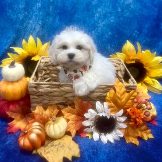 Bichon-Poodle DOG Male Cream 6438 Petland Pensacola, Florida