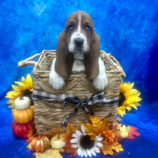 Basset Hound DOG Female Tri-Colored 6436 Petland Pensacola, Florida