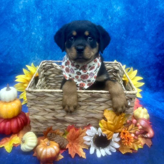 Rottweiler-DOG-Male-Black/Tan-6516-Petland Pensacola, Florida