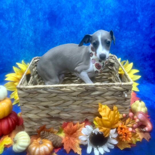 Italian Greyhound-DOG-Female-Blue-6510-Petland Pensacola, Florida