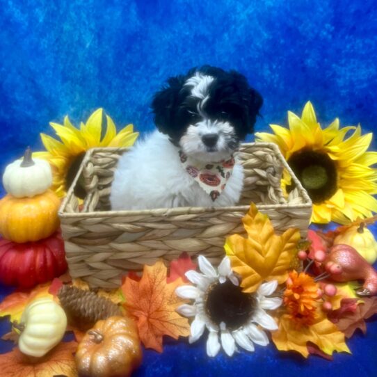 Miniature Bernedoodle 2nd Gen-DOG-Female-White-6505-Petland Pensacola, Florida