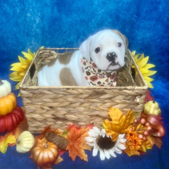 Olde Bulldog-DOG-Female-Brown / White-6503-Petland Pensacola, Florida