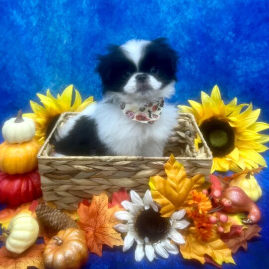 Japanese Chin-DOG-Male-Black/White-6466-Petland Pensacola, Florida