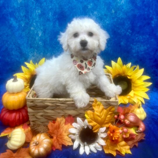 Bichon Frise-DOG-Male-White-6465-Petland Pensacola, Florida