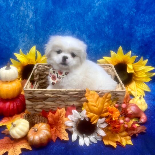 Pekingese DOG Male Cream / White 6464 Petland Pensacola, Florida