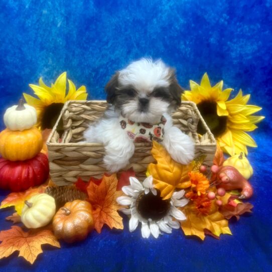 Shih Tzu-DOG-Female-White / Gold-6462-Petland Pensacola, Florida