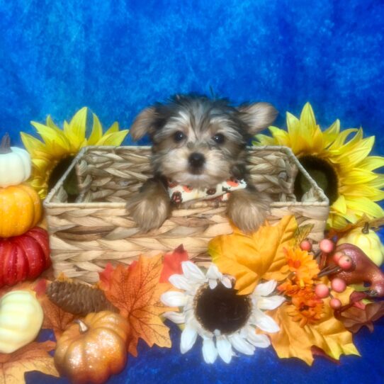 Yorkshire Terrier-DOG-Female-Black / Tan-6460-Petland Pensacola, Florida