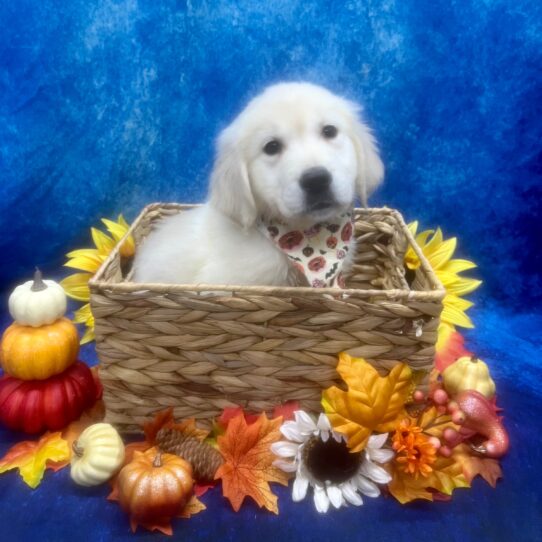 Golden Retriever DOG Male Cream 6508 Petland Pensacola, Florida