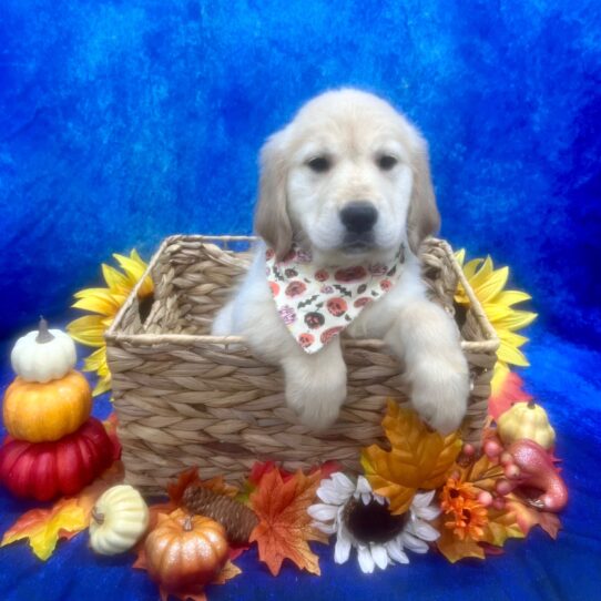 Golden Retriever DOG Female Cream 6509 Petland Pensacola, Florida