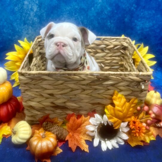 English Bulldog-DOG-Female-Brown/White-6512-Petland Pensacola, Florida