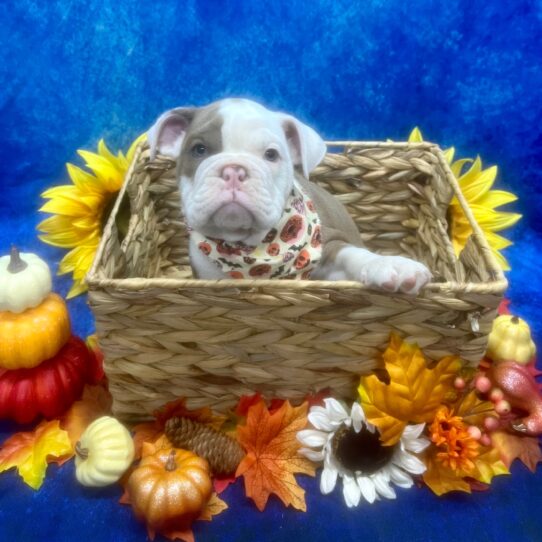 English Bulldog DOG Male Brown/White 6511 Petland Pensacola, Florida