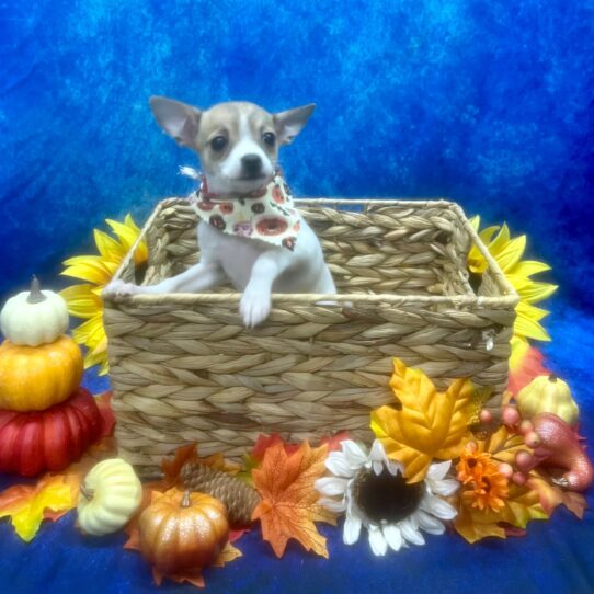 Chihuahua-DOG-Female-White / Fawn-6463-Petland Pensacola, Florida