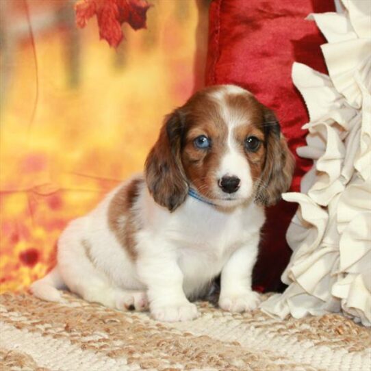 Dachshund-DOG-Female-Red Dapple Piebald-6520-Petland Pensacola, Florida