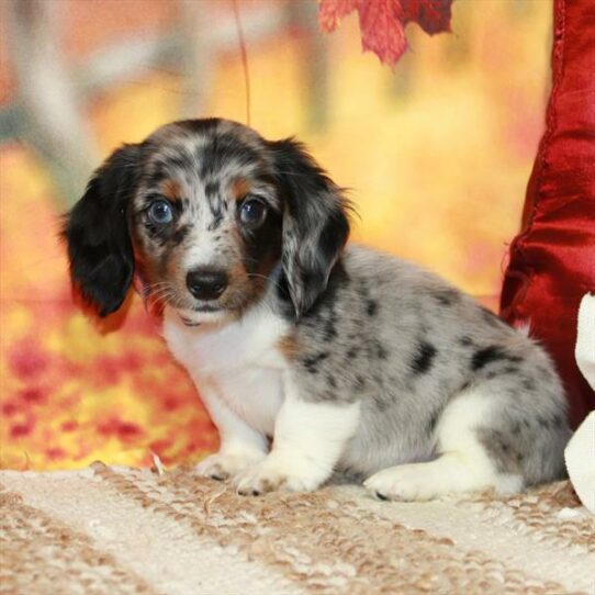 Dachshund DOG Male Black / Tan Dapple Piebald 6521 Petland Pensacola, Florida