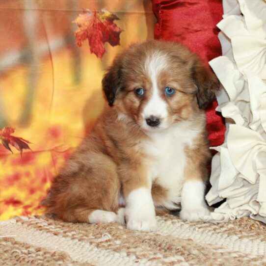 Mini Aussiedoodle-DOG-Female-Red Merle-6523-Petland Pensacola, Florida