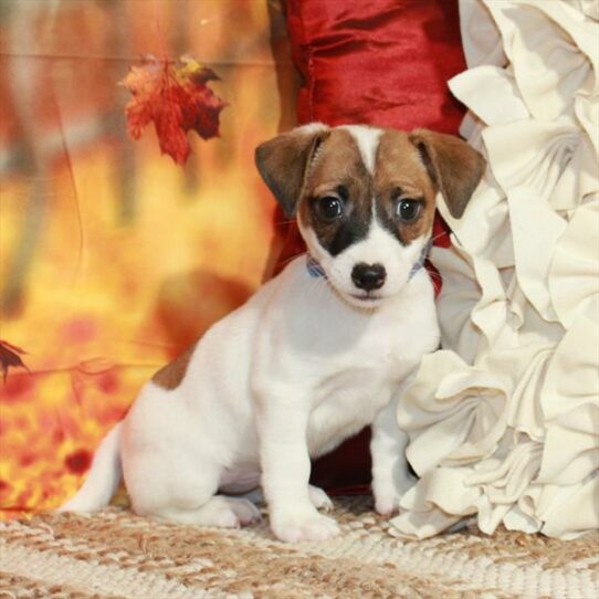 Jack Russell Terrier-DOG-Male-White / Red-6525-Petland Pensacola, Florida