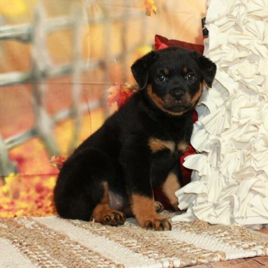 Rottweiler-DOG-Female-Black / Rust-6526-Petland Pensacola, Florida