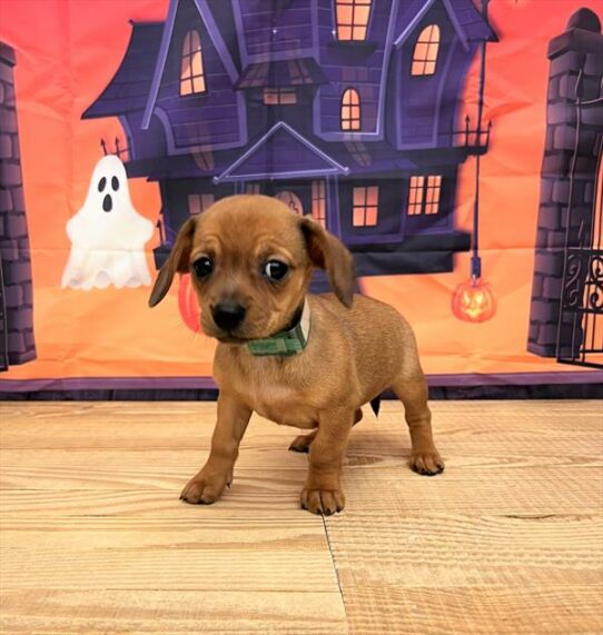 Chiweenie-DOG-Female-Red-6527-Petland Pensacola, Florida