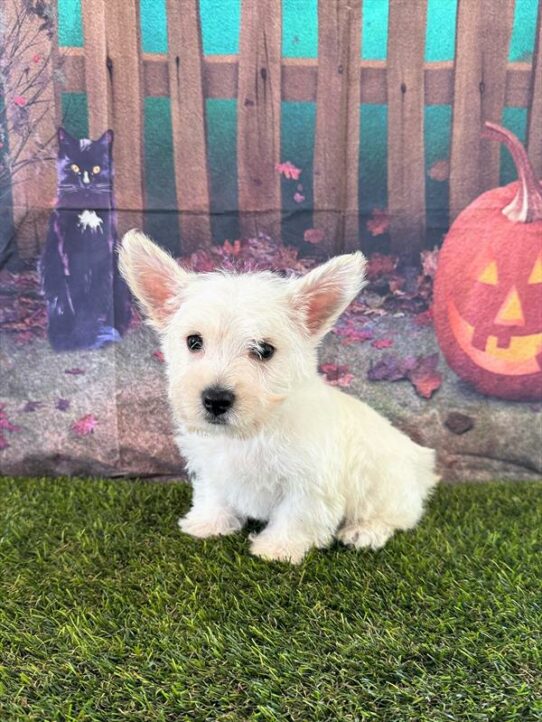 West Highland White Terrier DOG Male White 6528 Petland Pensacola, Florida