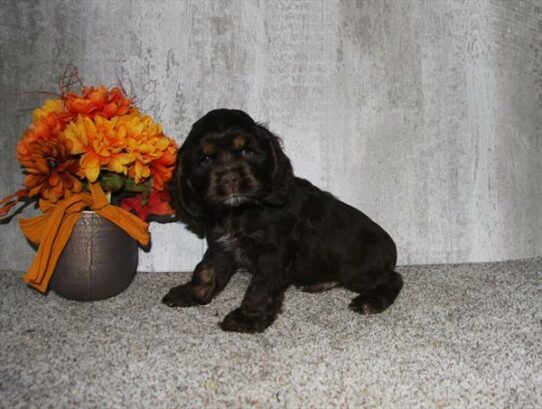 Cocker Spaniel DOG Male Chocolate 6530 Petland Pensacola, Florida