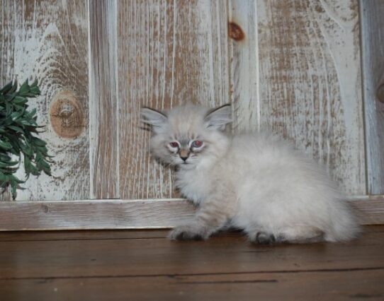 Siberian Cat-KITTEN-Female-Seal-6532-Petland Pensacola, Florida