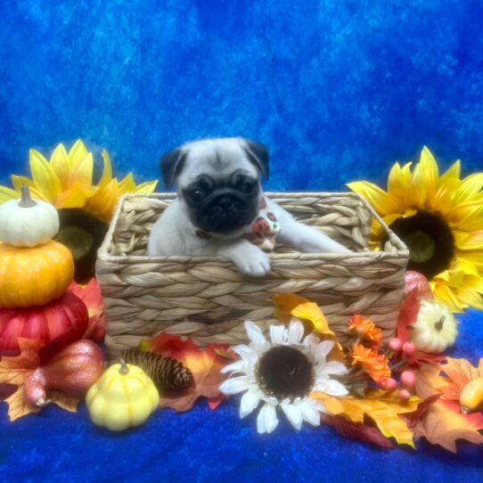 Pug DOG Female Fawn 6551 Petland Pensacola, Florida