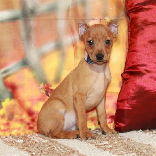 Miniature Pinscher-DOG-Male-Red-6434-Petland Pensacola, Florida