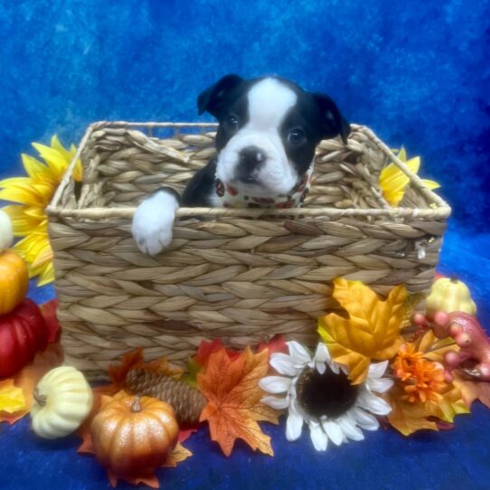 Boston Terrier DOG Male Black 6507 Petland Pensacola, Florida