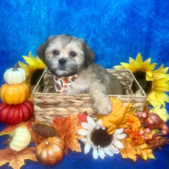 Teddy Bear-DOG-Male-Brown-6506-Petland Pensacola, Florida